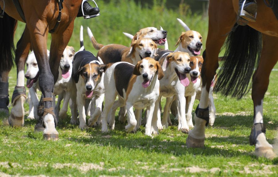 Traunreut Freilaufende Hunde reißen Rehgeiß